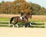 dressage horse First Step (Westphalian, 2002, from Fidermark)