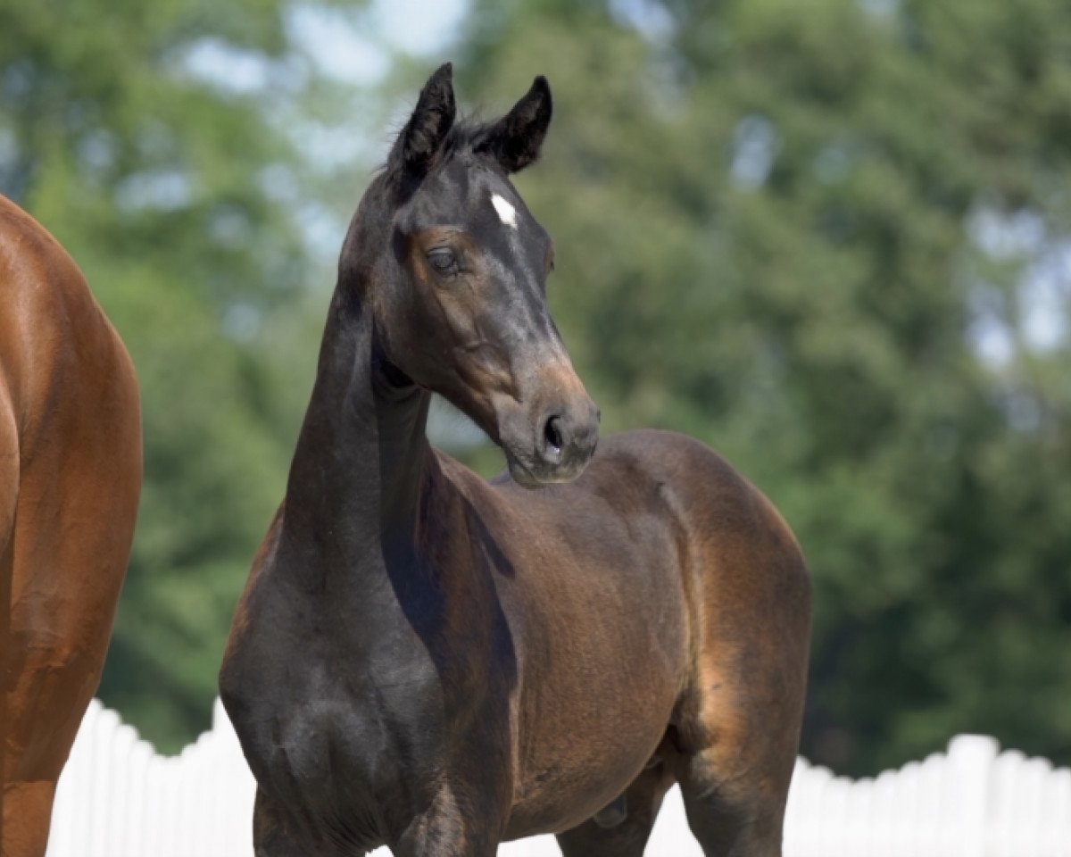 stallion Calasso PU (Westphalian, 2020, from Classico TN)