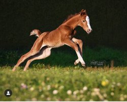 jumper Amateursache (German Riding Pony, 2020, from Alposa's Coolman)