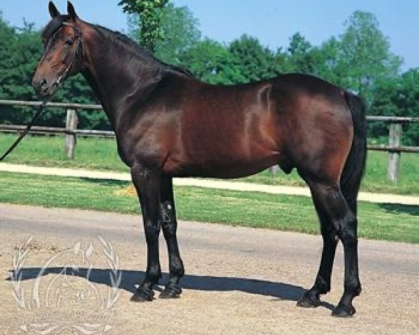 stallion Biesolo (FR) (French Trotter, 1989, from Sharif di Jeselo (It))