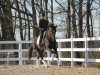 dressage horse Nashville 85 (German Sport Horse, 2015, from Negro)