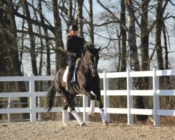 dressage horse Nashville 85 (German Sport Horse, 2015, from Negro)