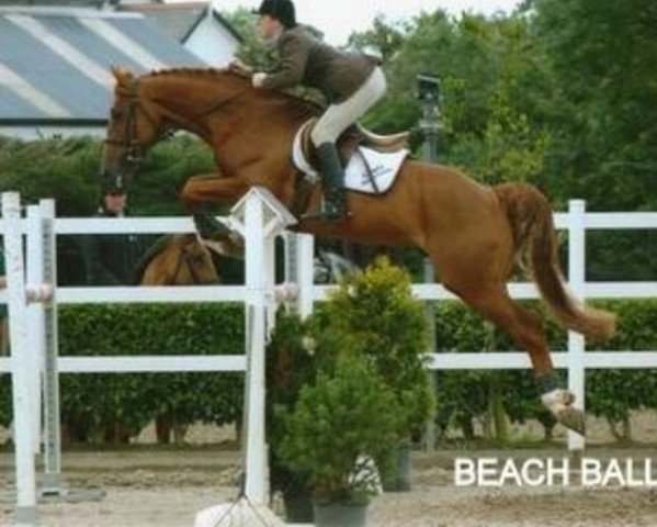 Deckhengst Beach Ball (Irish Sport Horse, 2001, von Obos Quality)