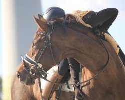 dressage horse Deep Impact (KWPN (Royal Dutch Sporthorse), 2016, from Daily Diamond)