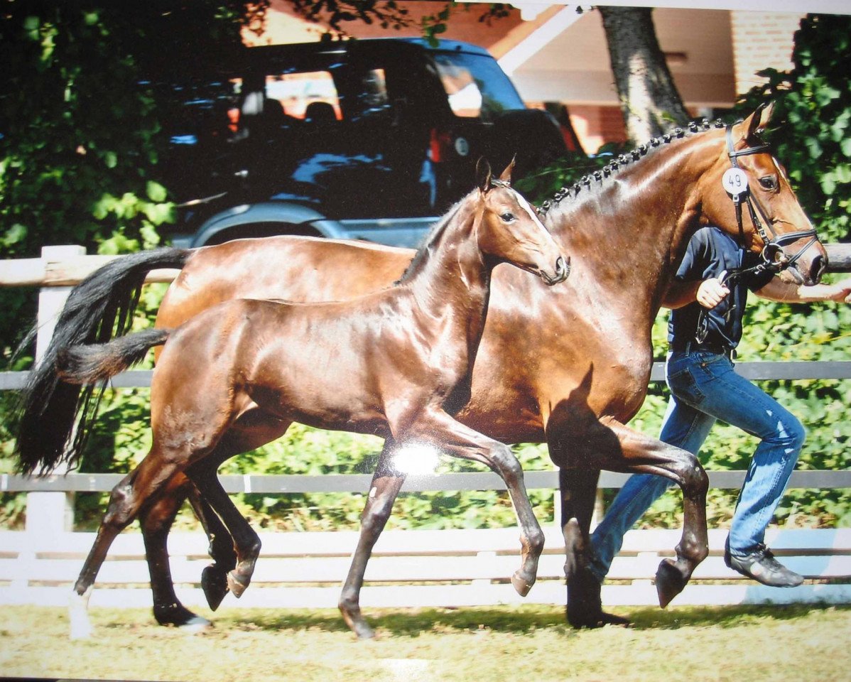 broodmare Loxandra (Oldenburg, 2006, from Diamond Hit)