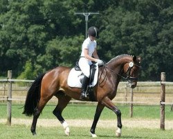 dressage horse Finessa (Westfale, 2008, from Fidertanz)