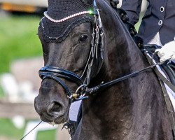 dressage horse For My Love M (Oldenburg, 2015, from Fürstenball)