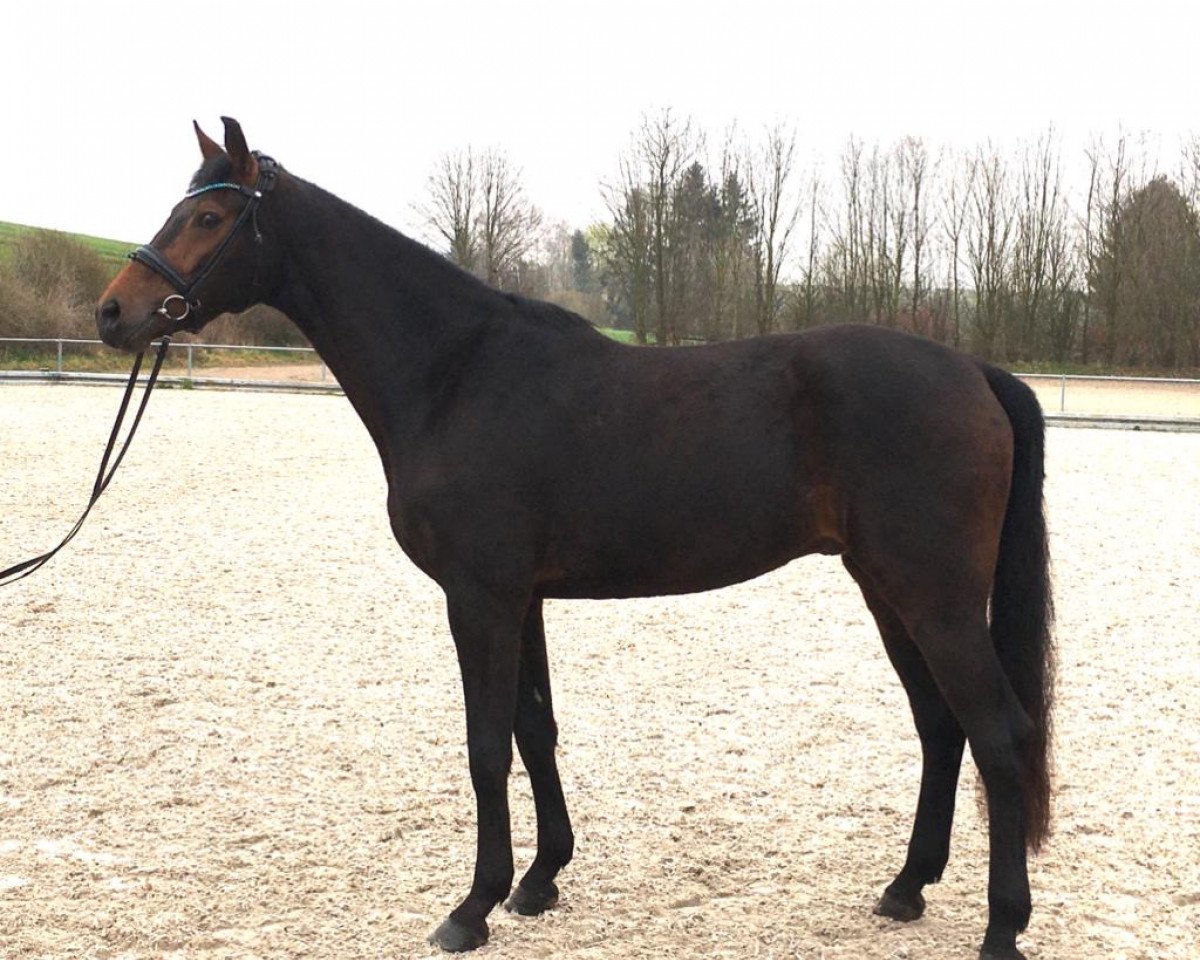 jumper Duke of glory H (Hanoverian, 2016, from Damon)