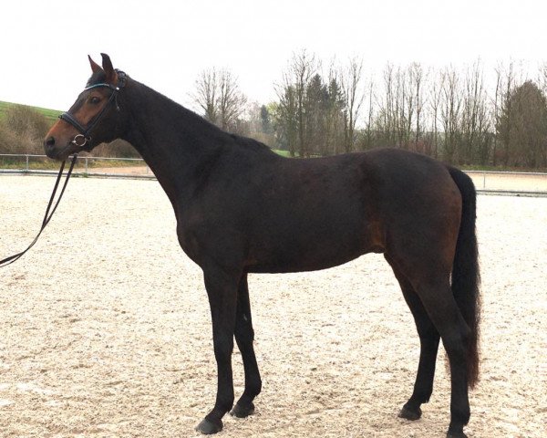 Springpferd Duke of glory H (Hannoveraner, 2016, von Damon)