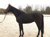 Springpferd Duke of glory H (Hannoveraner, 2016, von Damon)