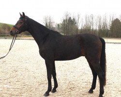 Springpferd Duke of glory H (Hannoveraner, 2016, von Damon)