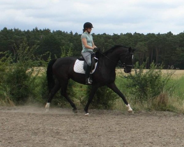 dressage horse Sunshine Hein (Hanoverian, 2011, from Sarkozy 3)