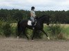 dressage horse Sunshine Hein (Hanoverian, 2011, from Sarkozy 3)