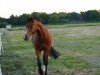 dressage horse Malibu N (German Riding Pony, 2001, from Mac Geyver)