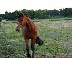 dressage horse Malibu N (German Riding Pony, 2001, from Mac Geyver)