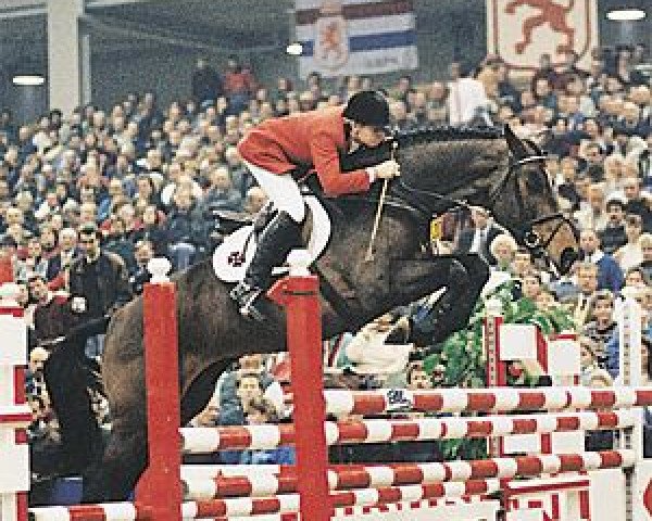Pferd Burggraaf (Holsteiner, 1983, von Landgraf I)