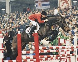 stallion Burggraaf (Holsteiner, 1983, from Landgraf I)