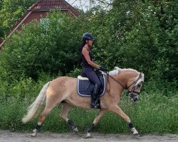 dressage horse Nadann TO (3,125% ox) (Edelbluthaflinger, 2011, from Ninjo)