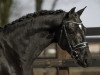 dressage horse Freigeist 13 (Oldenburg, 2017, from Freischuetz)