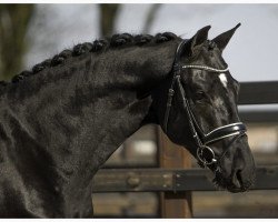 dressage horse Freigeist 13 (Oldenburg, 2017, from Freischuetz)