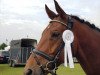 dressage horse Fürst Fiorenzo (Hanoverian, 2014, from Franziskus FRH)