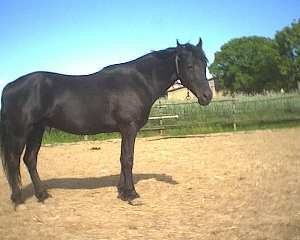 stallion TT Dashalong Shadow (Tennessee Walking Horse, 1985, from Shadow Mountain)