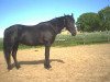 Deckhengst TT Dashalong Shadow (Tennessee-Walking-Horse, 1985, von Shadow Mountain)