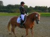 broodmare Thayla 2 (Haflinger, 2008, from liz. 150/T Alpenstein)