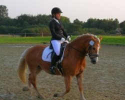 Zuchtstute Thayla 2 (Haflinger, 2008, von liz. 150/T Alpenstein)