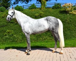 Springpferd Brunello 7 (Belgium Sporthorse, 2007, von Böckmanns Lazio)