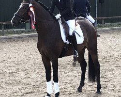 dressage horse Ferrari 140 (Hanoverian, 2017, from Fürst Wilhelm)