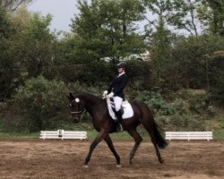 jumper Shakira 488 (German Sport Horse, 2010, from Casdorff)