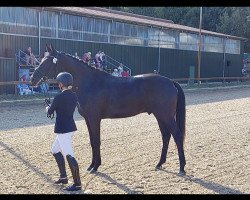 dressage horse For Jazz 4 (Westphalian, 2017, from For Romance I)