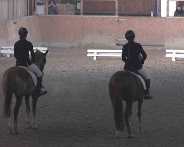 Hallendressurturnier Springe 2015