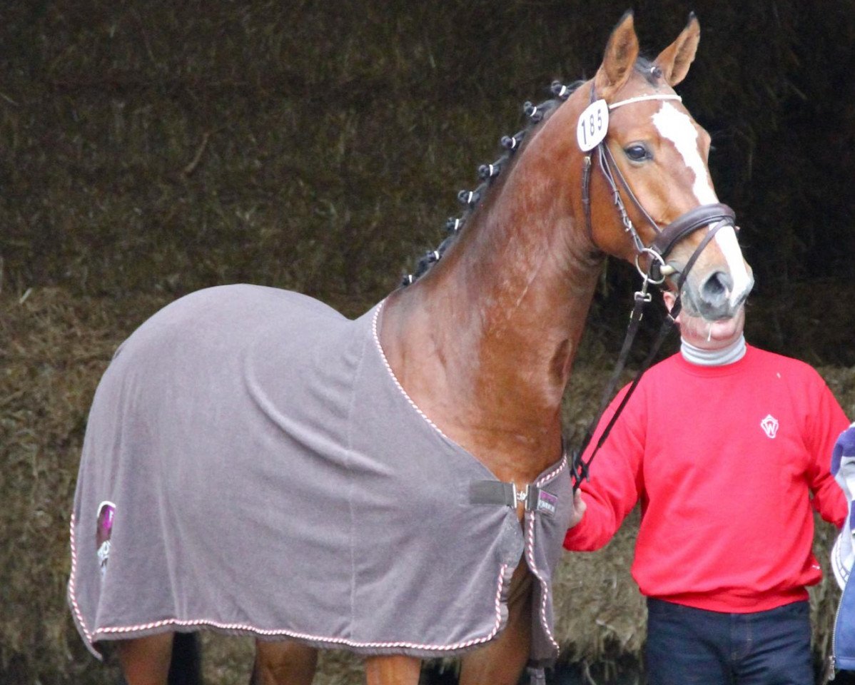 Springpferd Coroschewsky (Westfale, 2010, von Coronas 2)