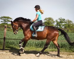 dressage horse A La Erster Sb (Westphalian, 2016, from A La Carte NRW)