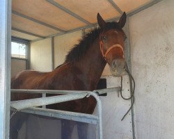 horse Gitana (Andalusier, 2017)