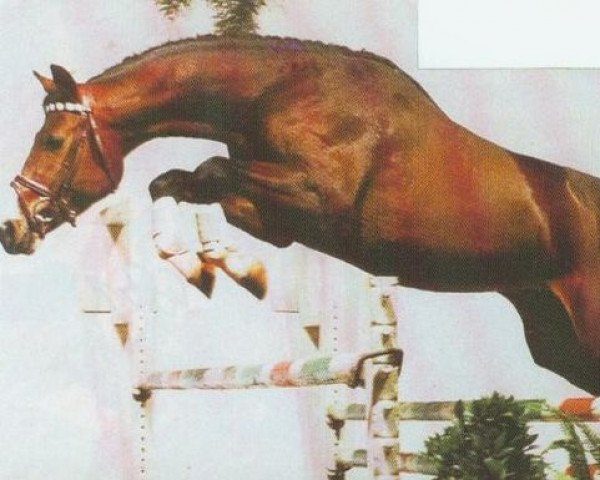 horse Pius (Westphalian, 1989, from Pilot)