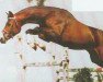 stallion Pius (Westphalian, 1989, from Pilot)