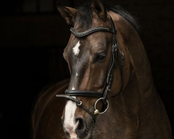 dressage horse Sir Lano (Hanoverian, 2006, from Sir Donnerhall I)