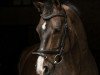 dressage horse Sir Lano (Hanoverian, 2006, from Sir Donnerhall I)