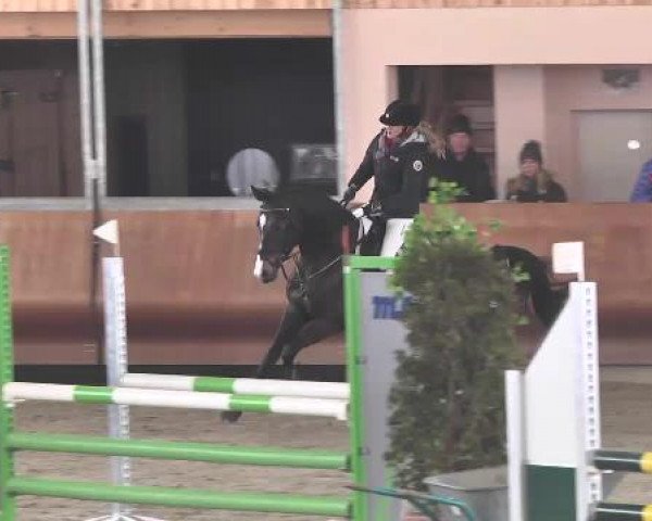 Late-Entry Dettingen 2015