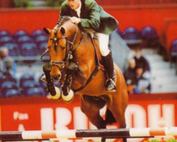 stallion Kojak (Westphalian, 1992, from Pit I)