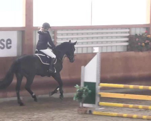 Late-Entry Dettingen 2015