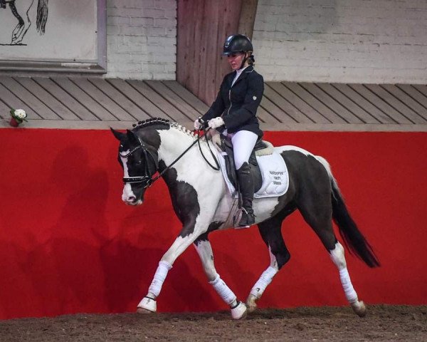 horse Mellimara Skettino (German Riding Pony, 2015, from Mellimara's Shalimar)