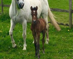 broodmare Baileys S (German Sport Horse, 2000, from Cyper Space)