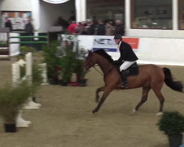 Hallenspringturnier in Borken 2015