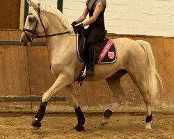 dressage horse Dumbledore 104 (German Riding Pony, 2016, from Dreidimensional AT NRW)