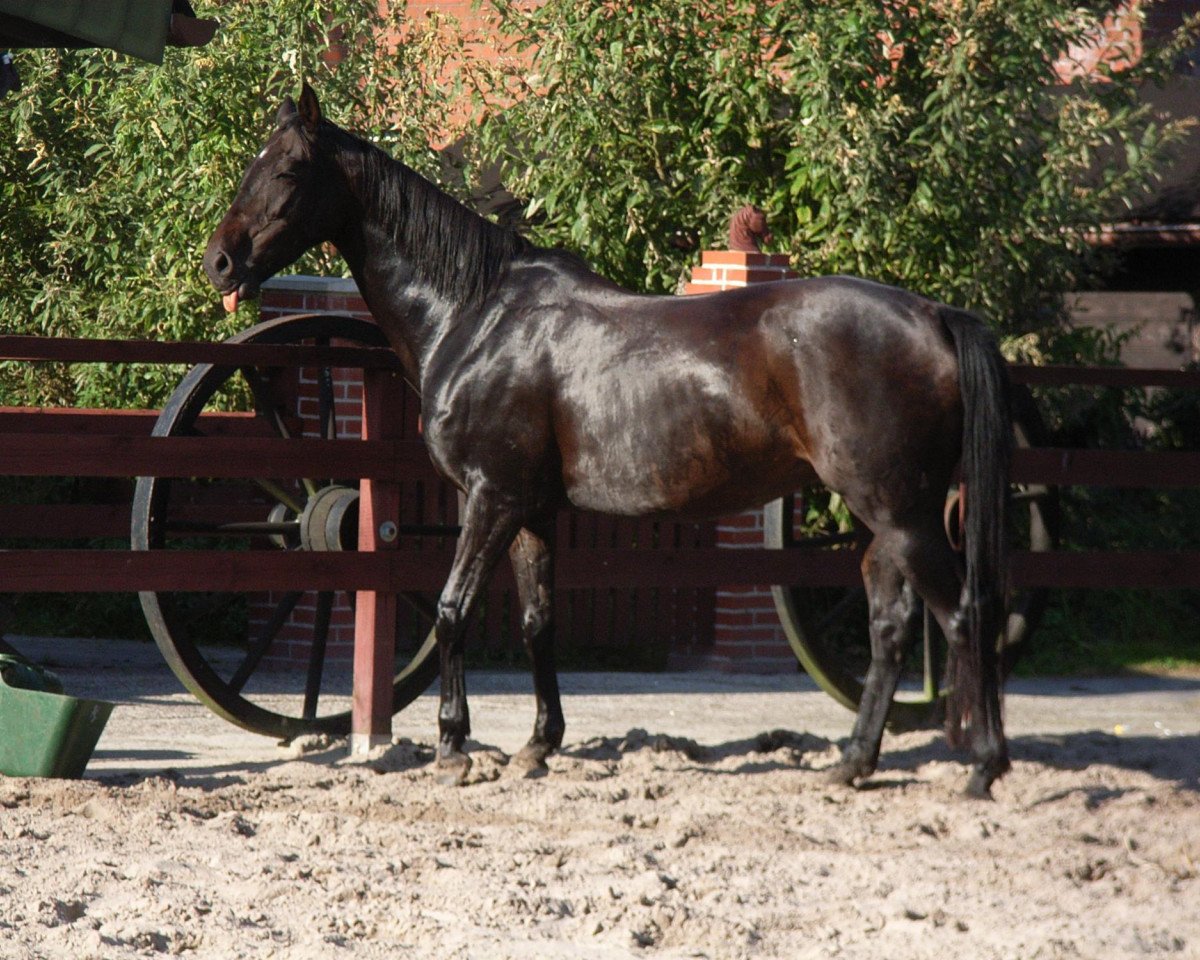 Zuchtstute Candy (Deutsches Reitpony, 1999, von Apslau xx)