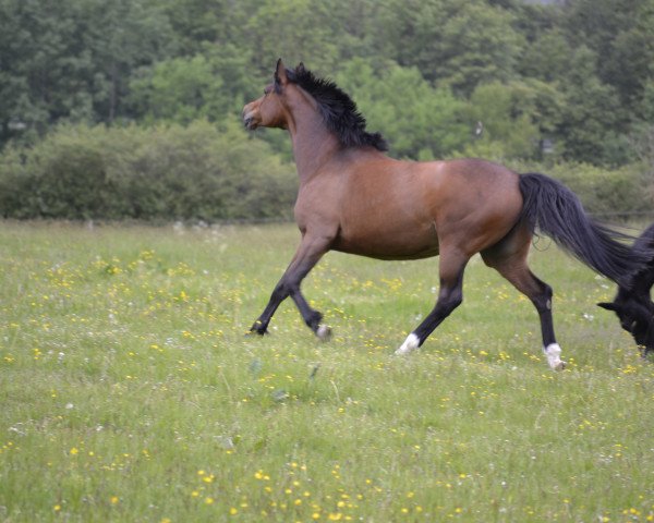 Zuchtstute Minzheide (Trakehner, 2010, von Adamello)